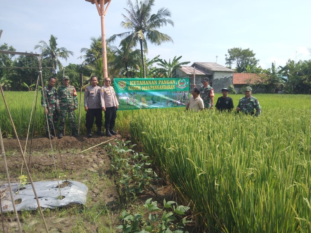 Kapolsek Padaherang Bersama Koramil 2506 Pantau Ketahanan Pangan di Desa Ciganjeng