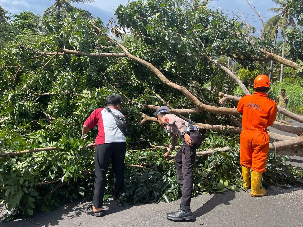 Evakuasi pohon tumbang Pangandaran