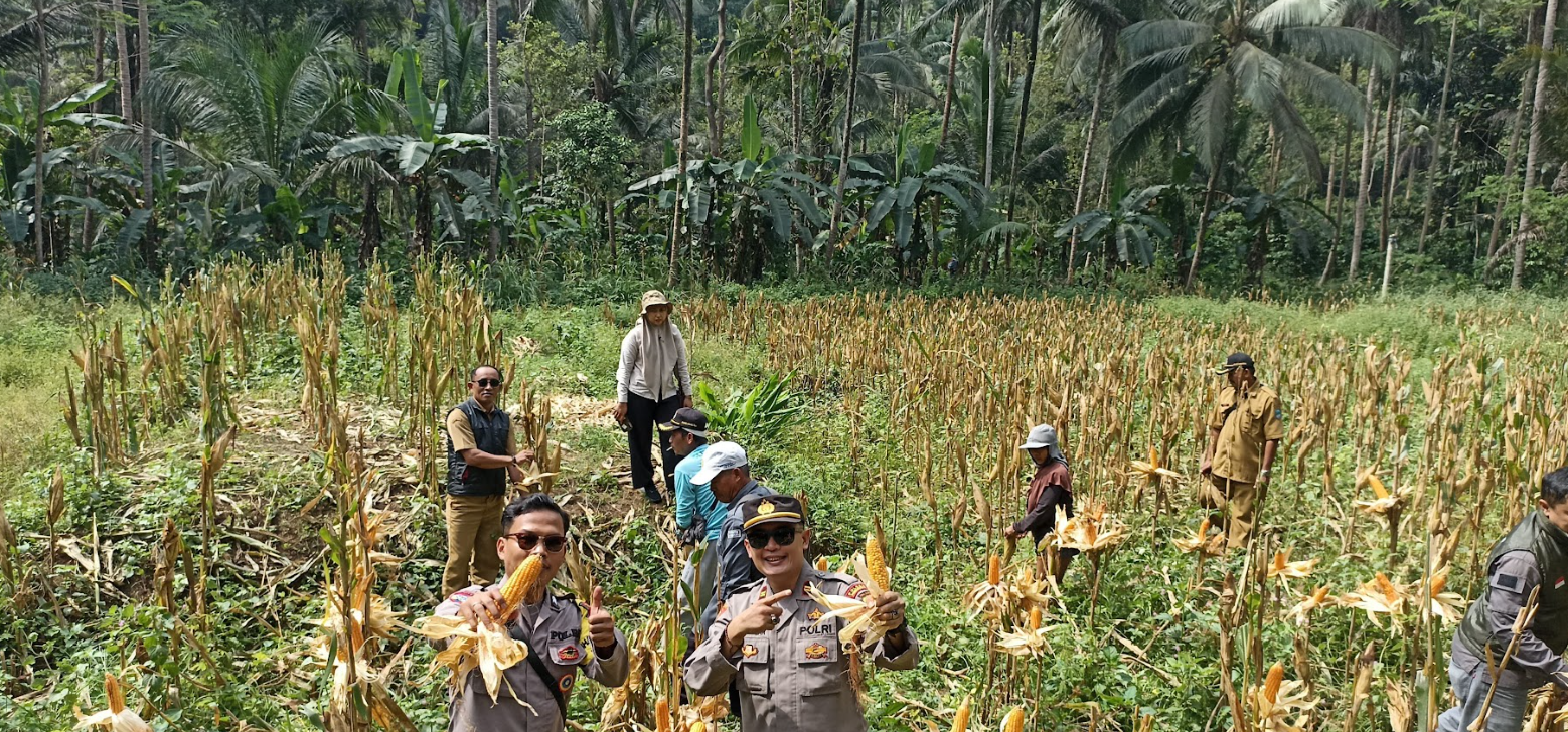 PENANAMAN JAGUNG