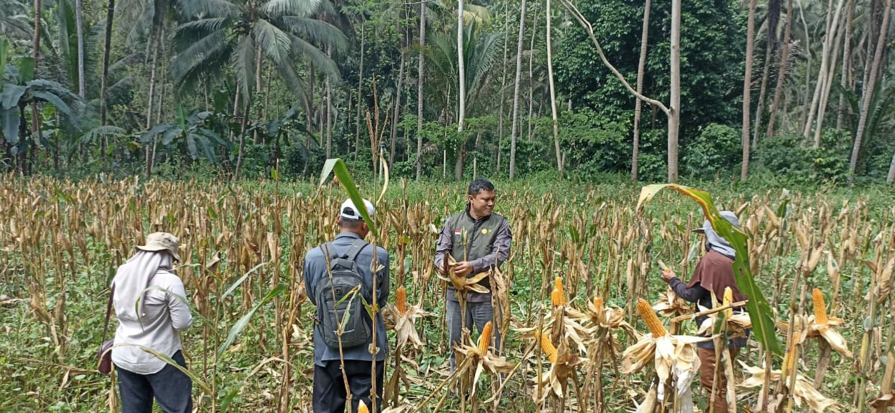 PENANAMAN JAGUNG