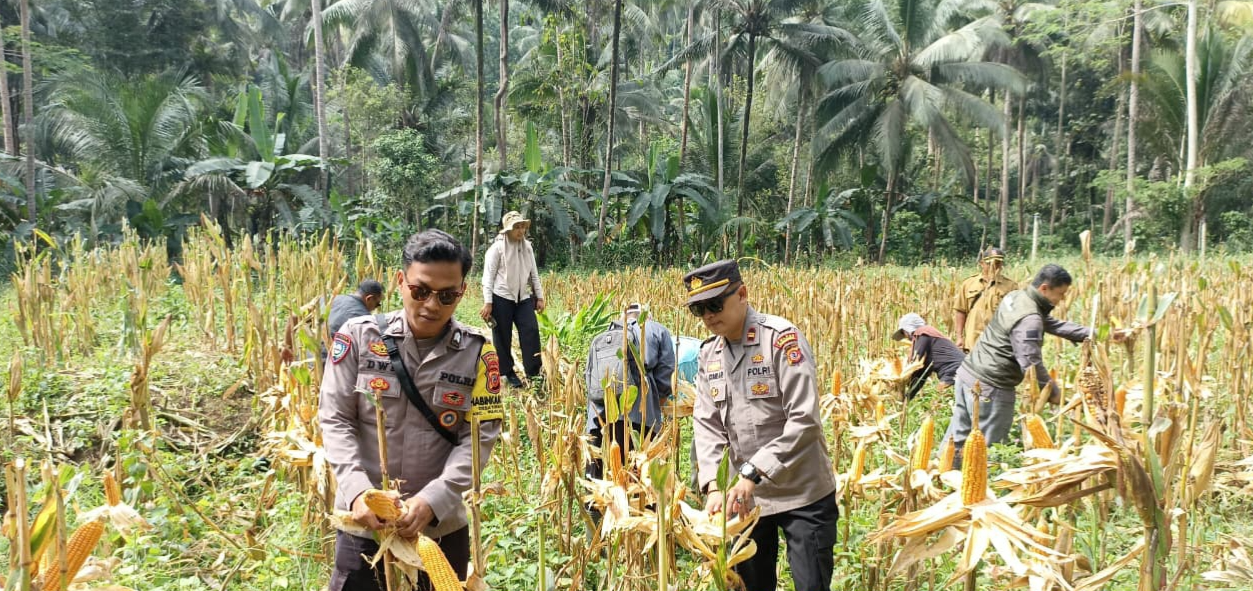 PENANAMAN JAGUNG