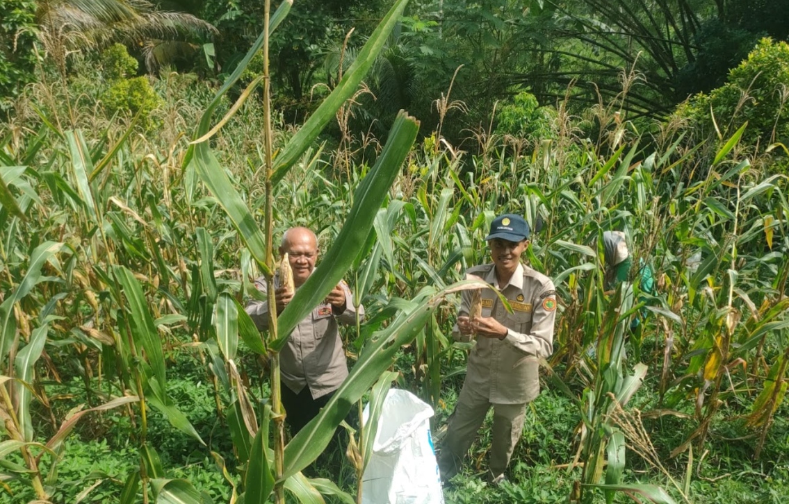 PENANAMAN JAGUNG