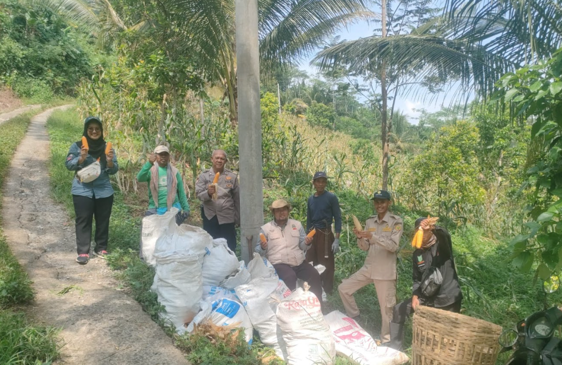 PENANAMAN JAGUNG