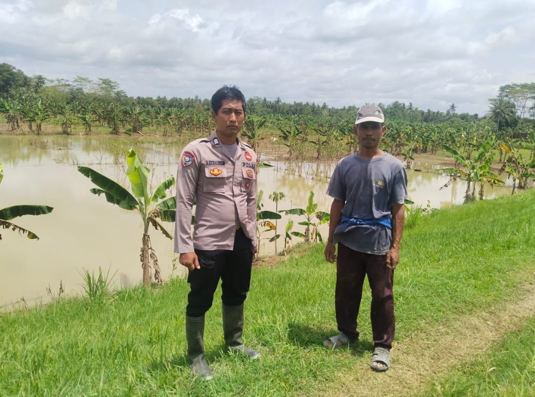 PENANAMAN JAGUNG