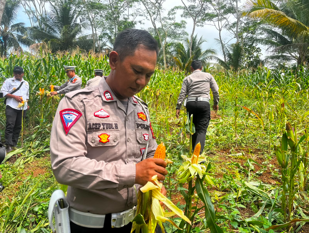 PENANAMAN JAGUNG