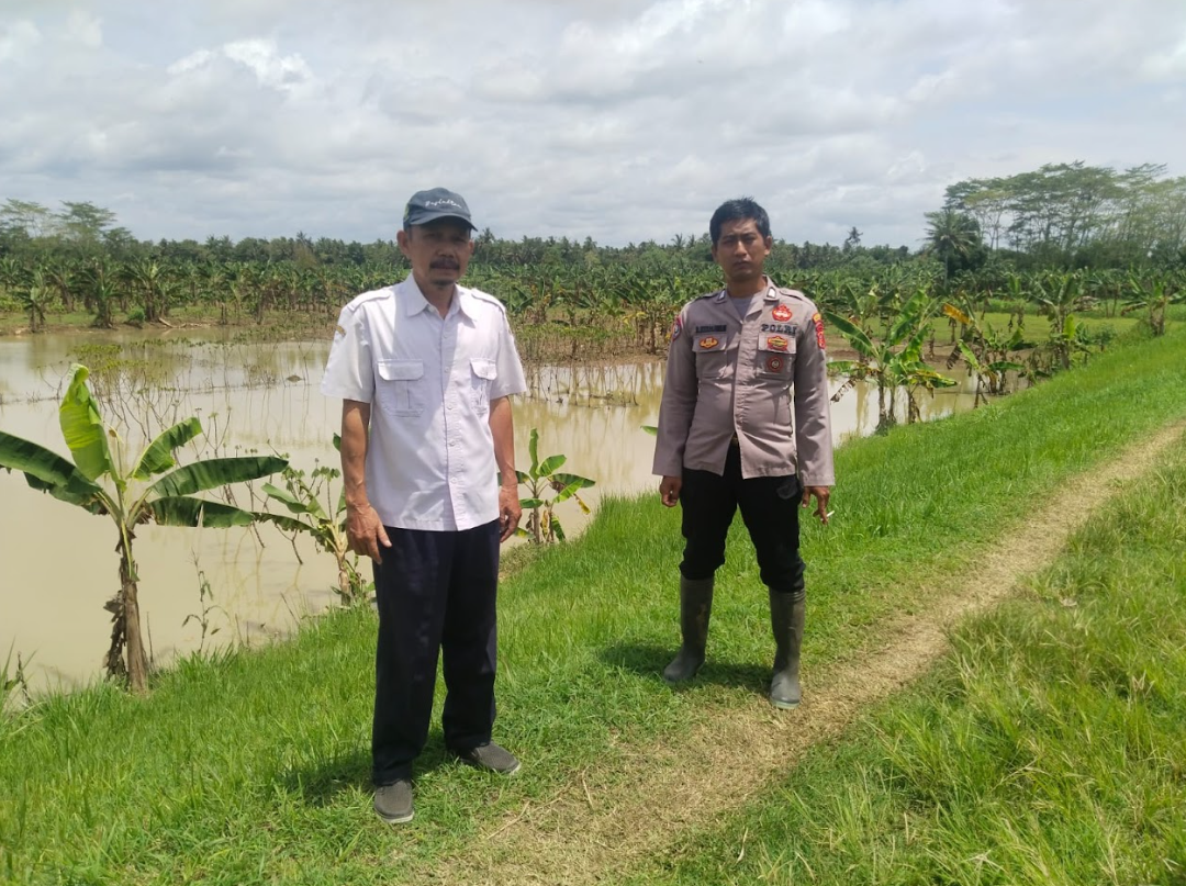 PENANAMAN JAGUNG