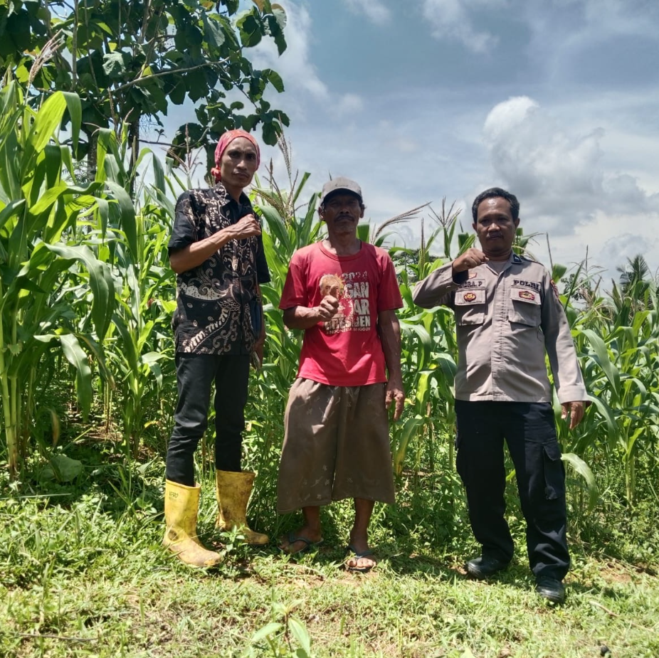 TANAM JAGUNG