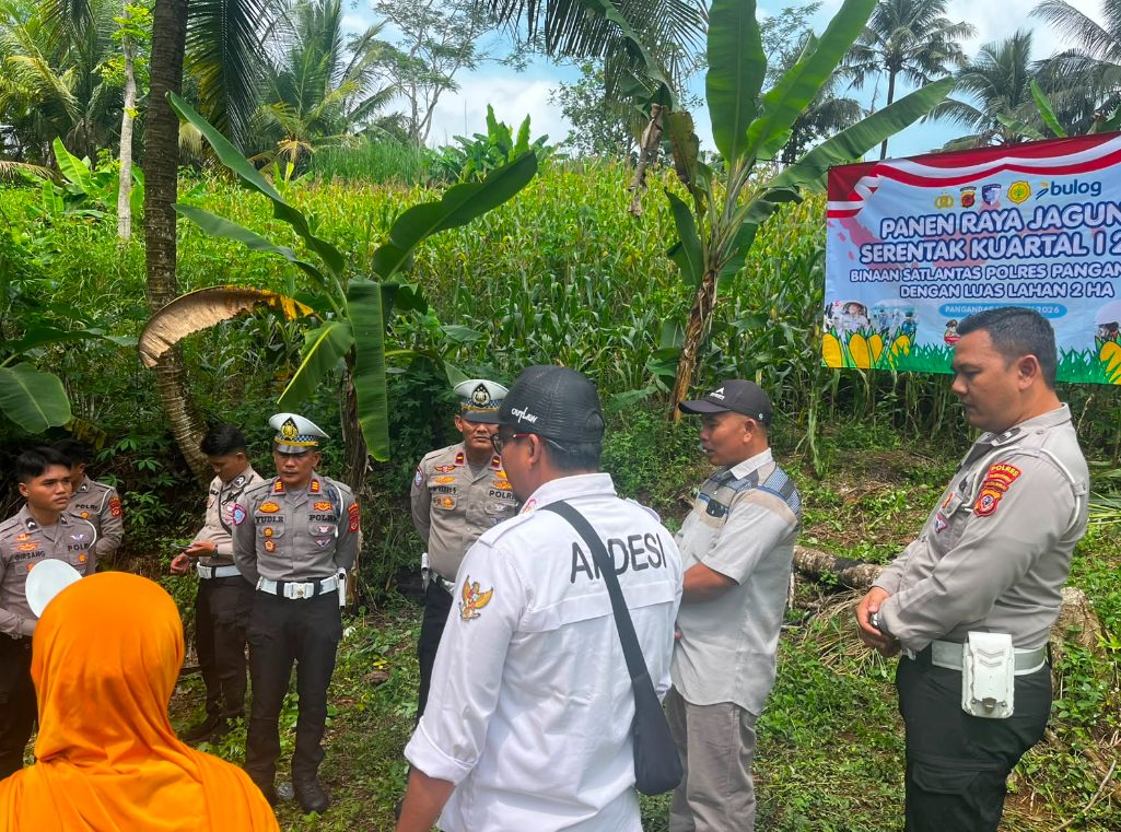 PENANAMAN JAGUNG