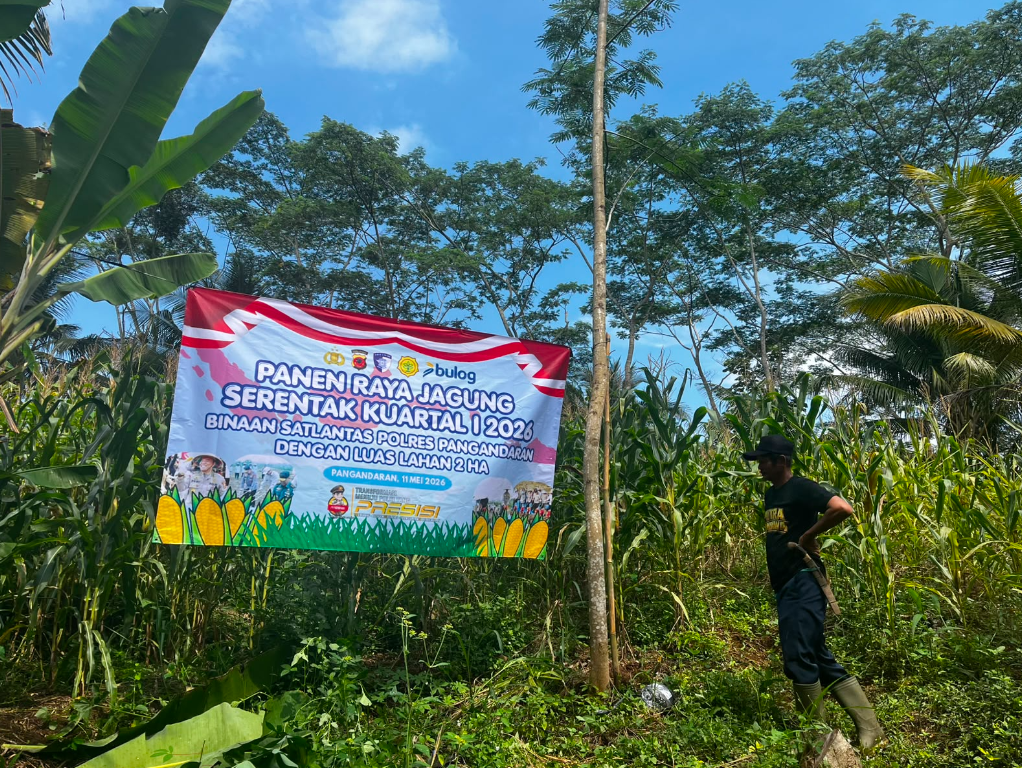 PENANAMAN JAGUNG