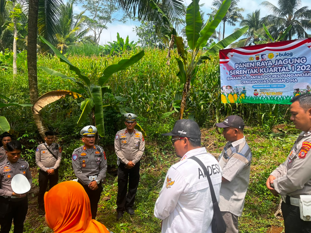 PENANAMAN JAGUNG
