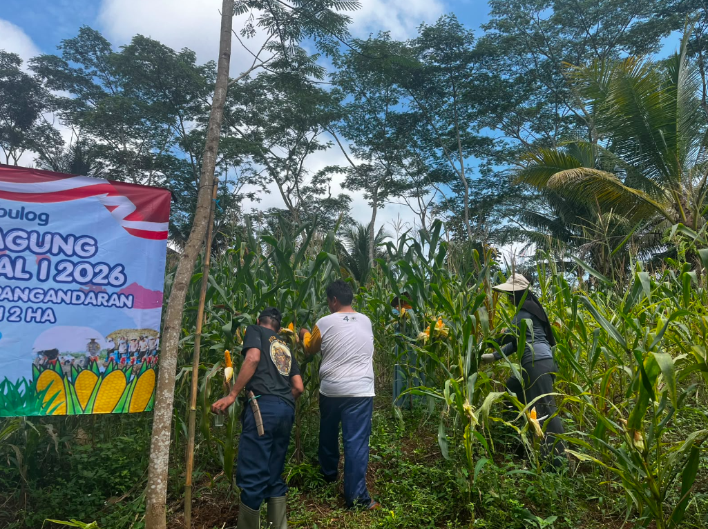 PENANAMAN JAGUNG