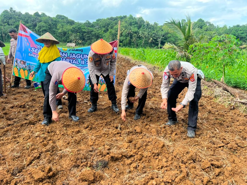 PENANAMAN JAGUNG