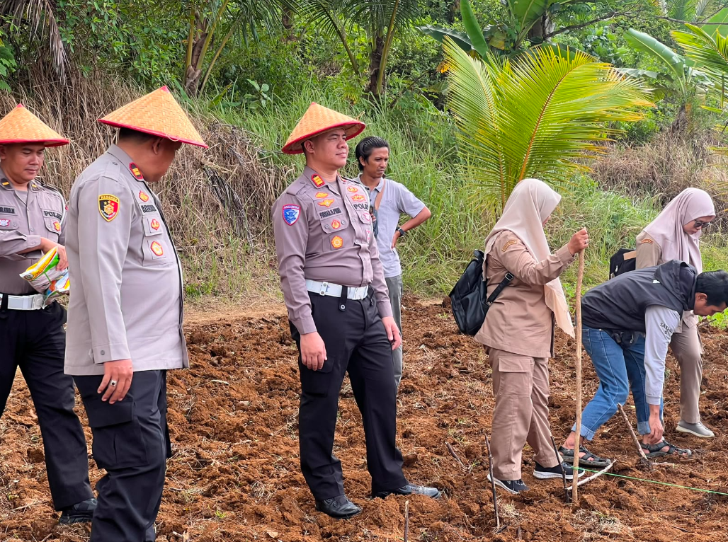 PENANAMAN JAGUNG