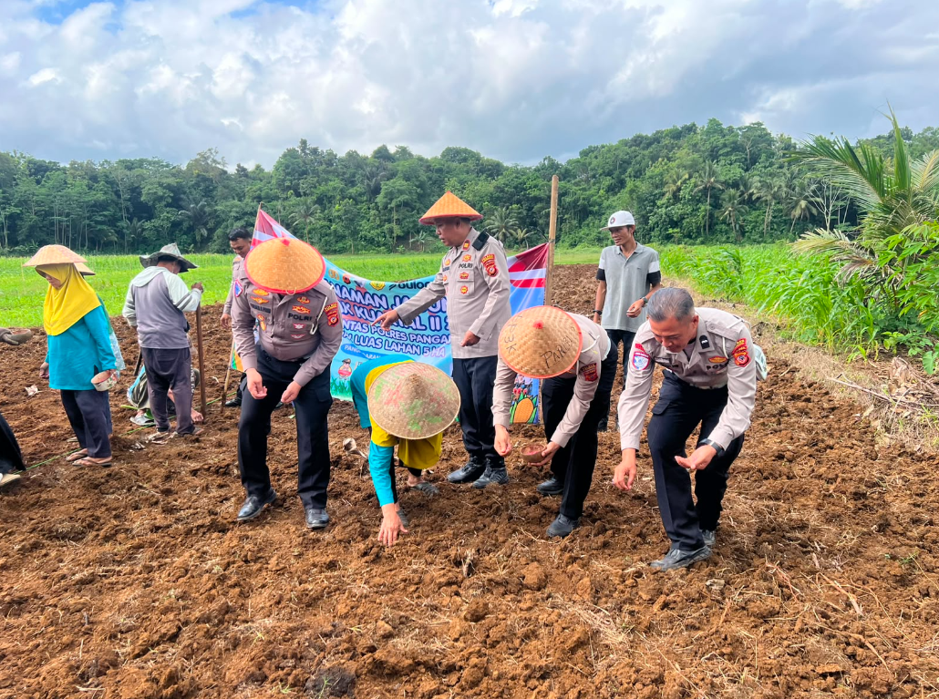 PENANAMAN JAGUNG