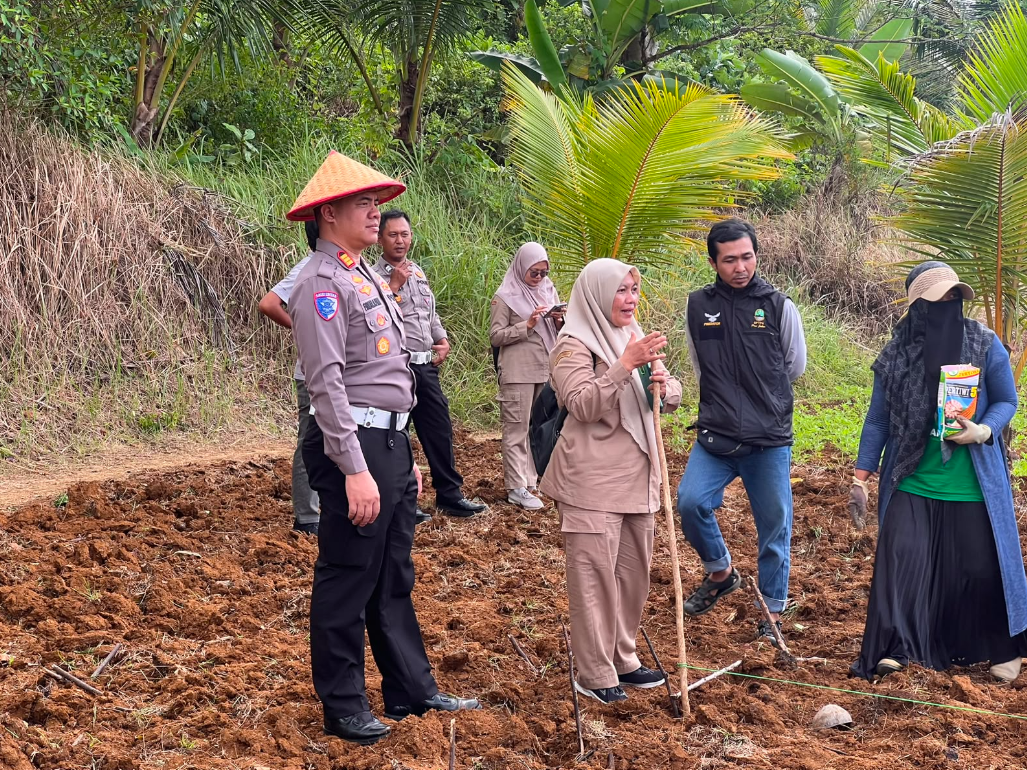 PENANAMAN JAGUNG