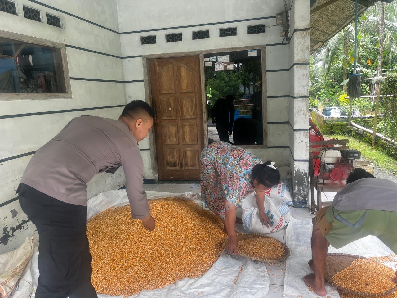 PENANAMAN JAGUNG