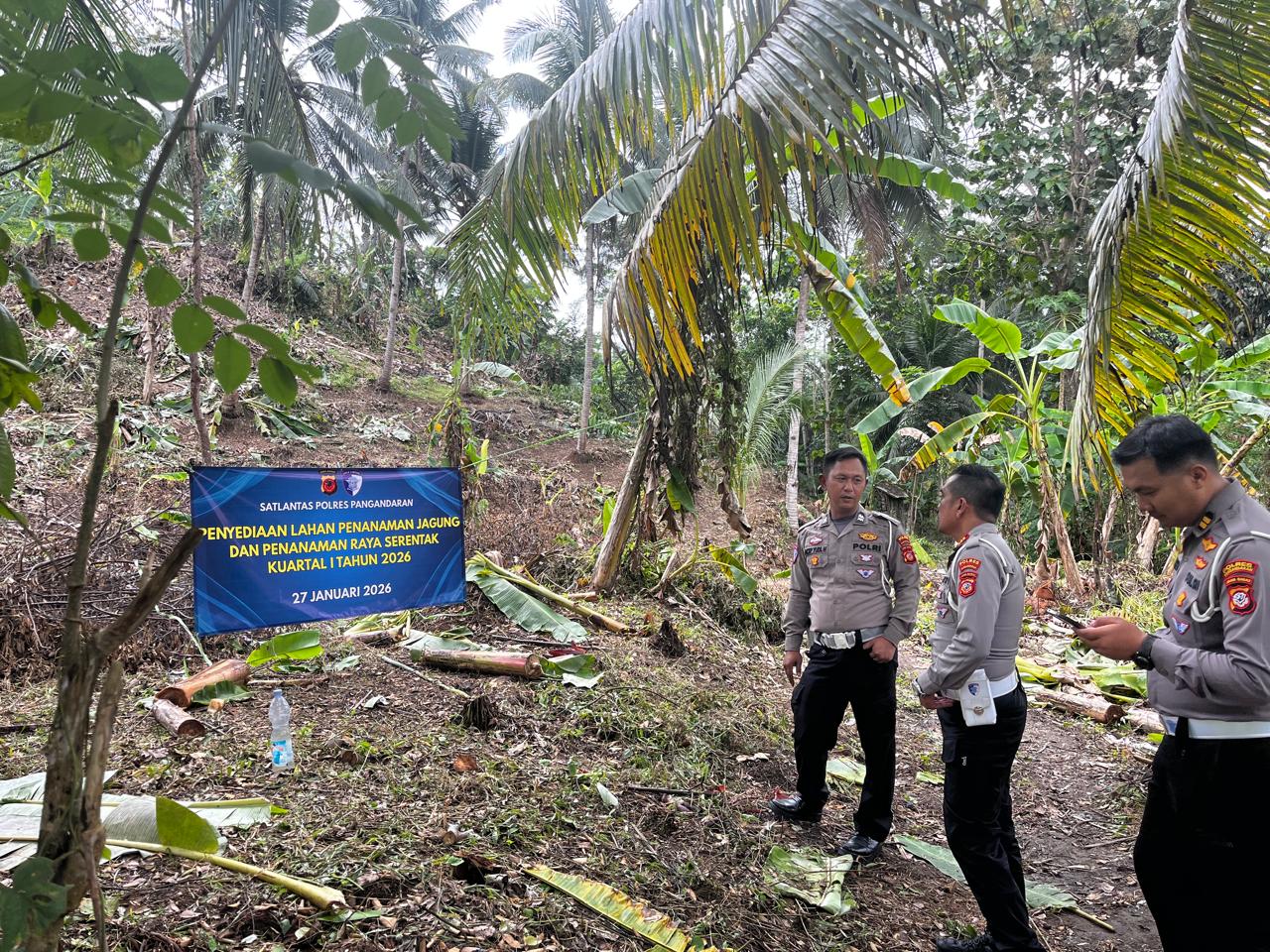 PENANAMAN JAGUNG