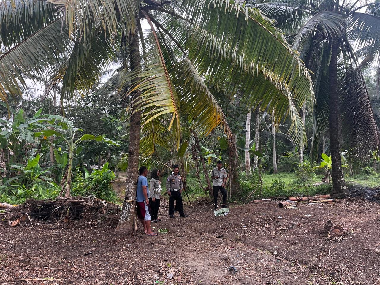 Optimistis Budidaya Jagung