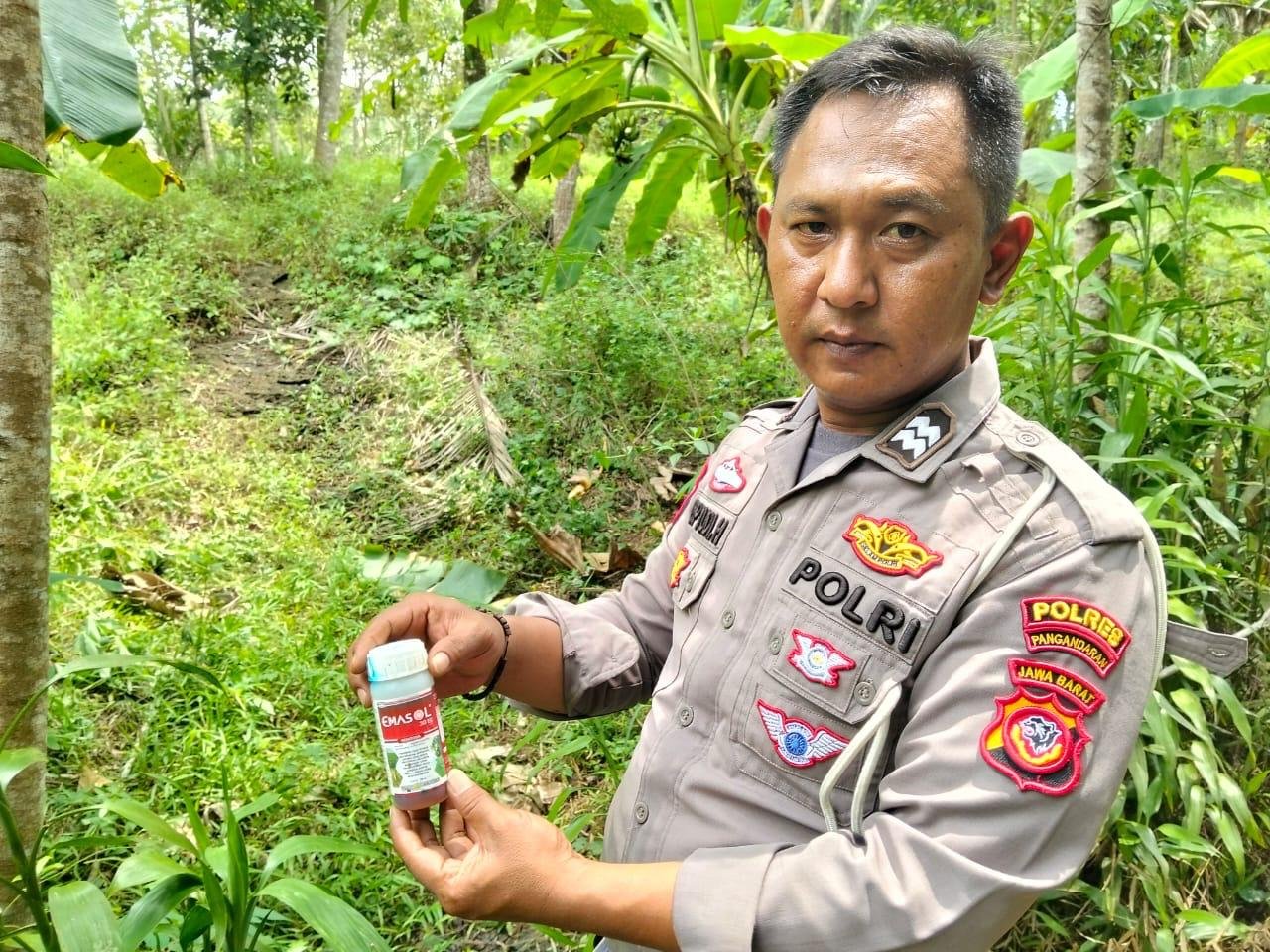 Perawatan Tanaman Jagung