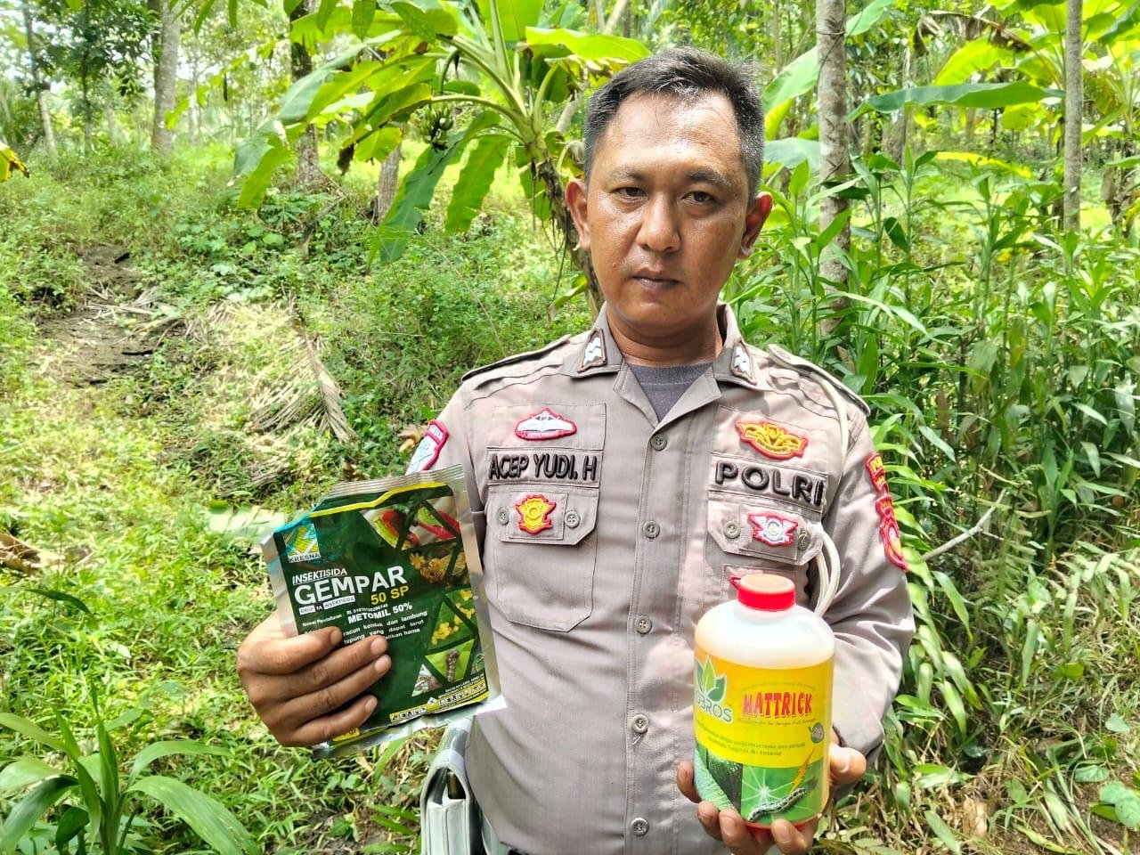 Perawatan Tanaman Jagung