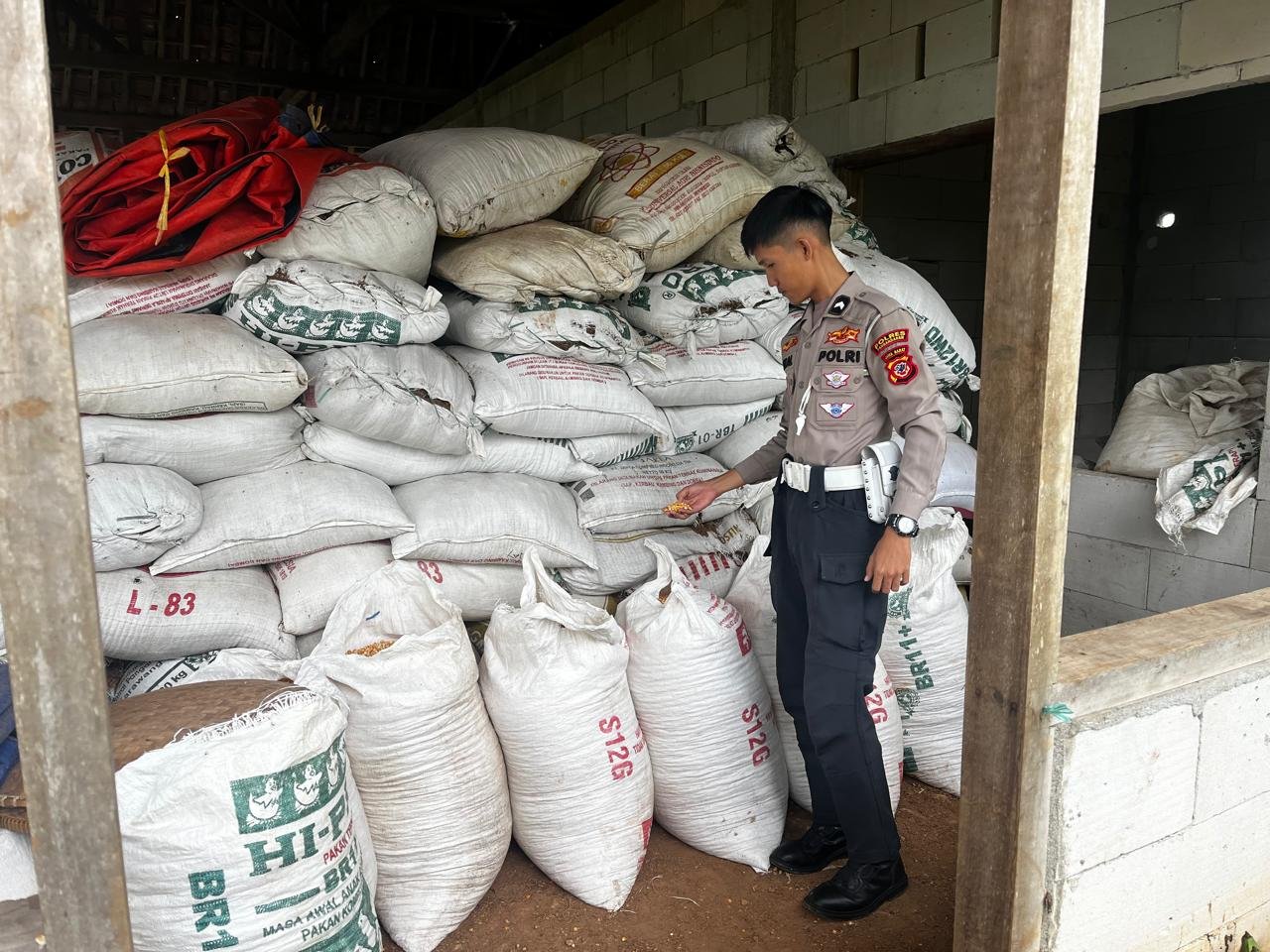 Pantau Hasil Panen Jagung