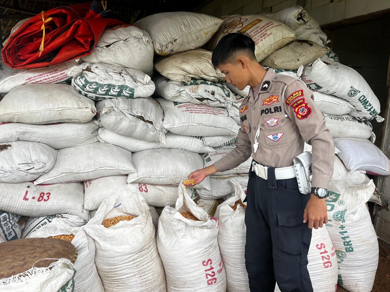Pantau Hasil Panen Jagung