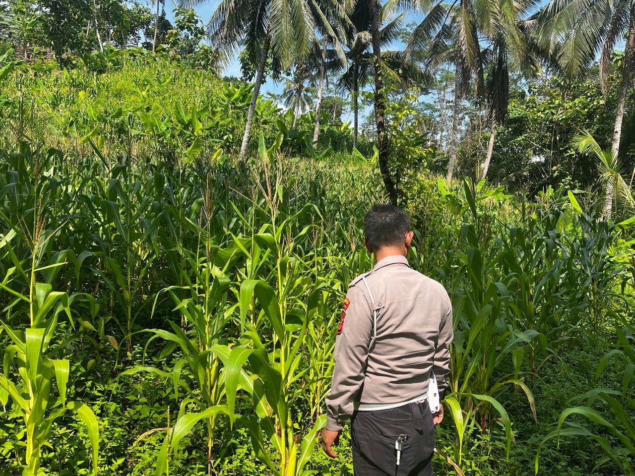 Ketahanan Pangan