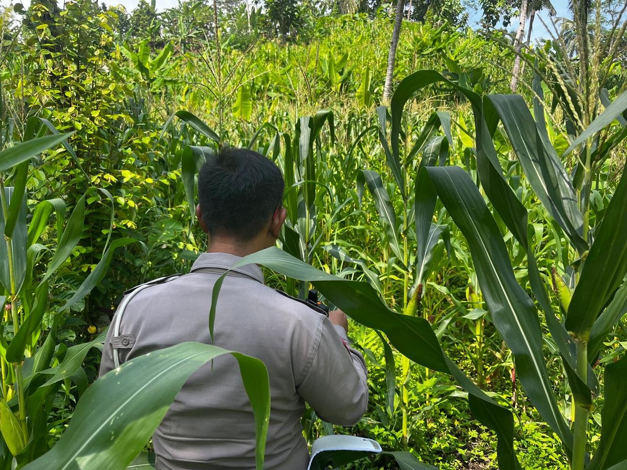 Intensifkan Monitoring Lahan Jagung