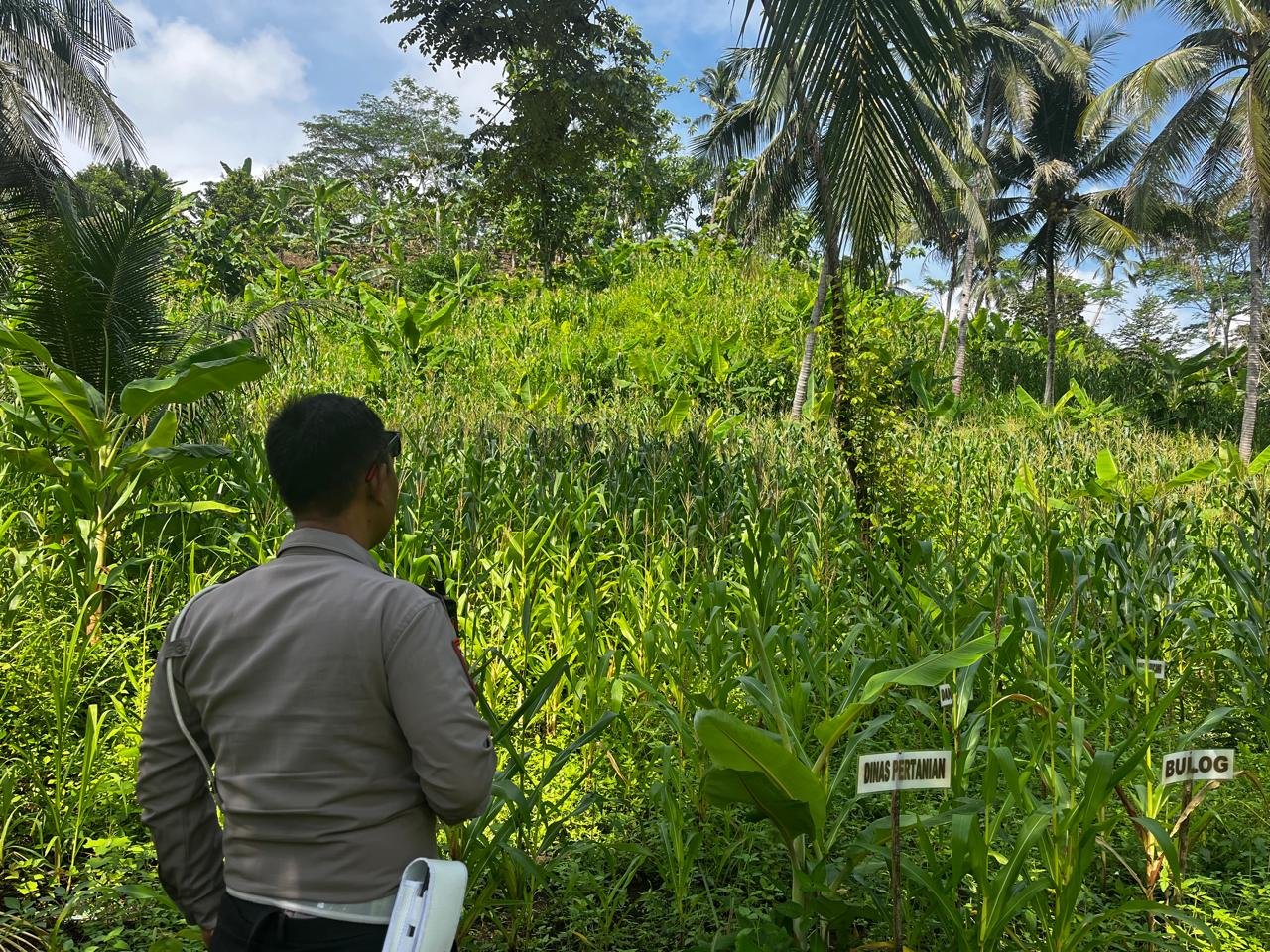 Kawal Pertumbuhan Jagung