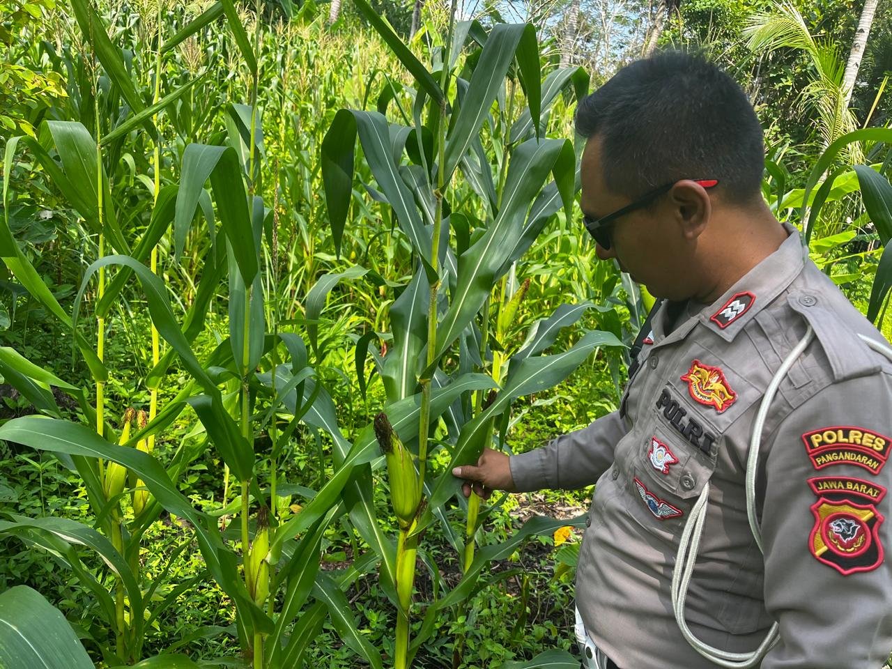 PENANAMAN JAGUNG