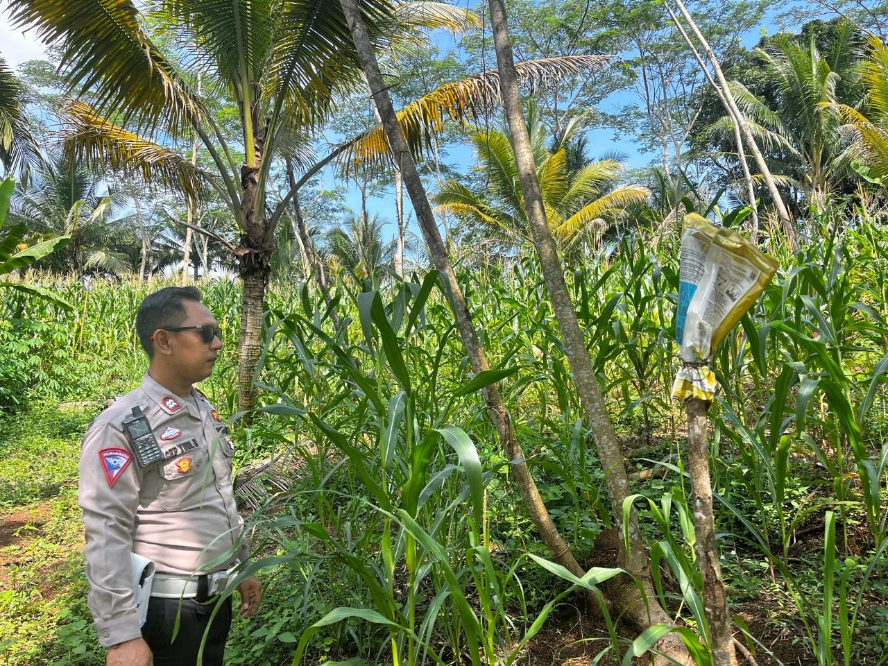 PENANAMAN JAGUNG