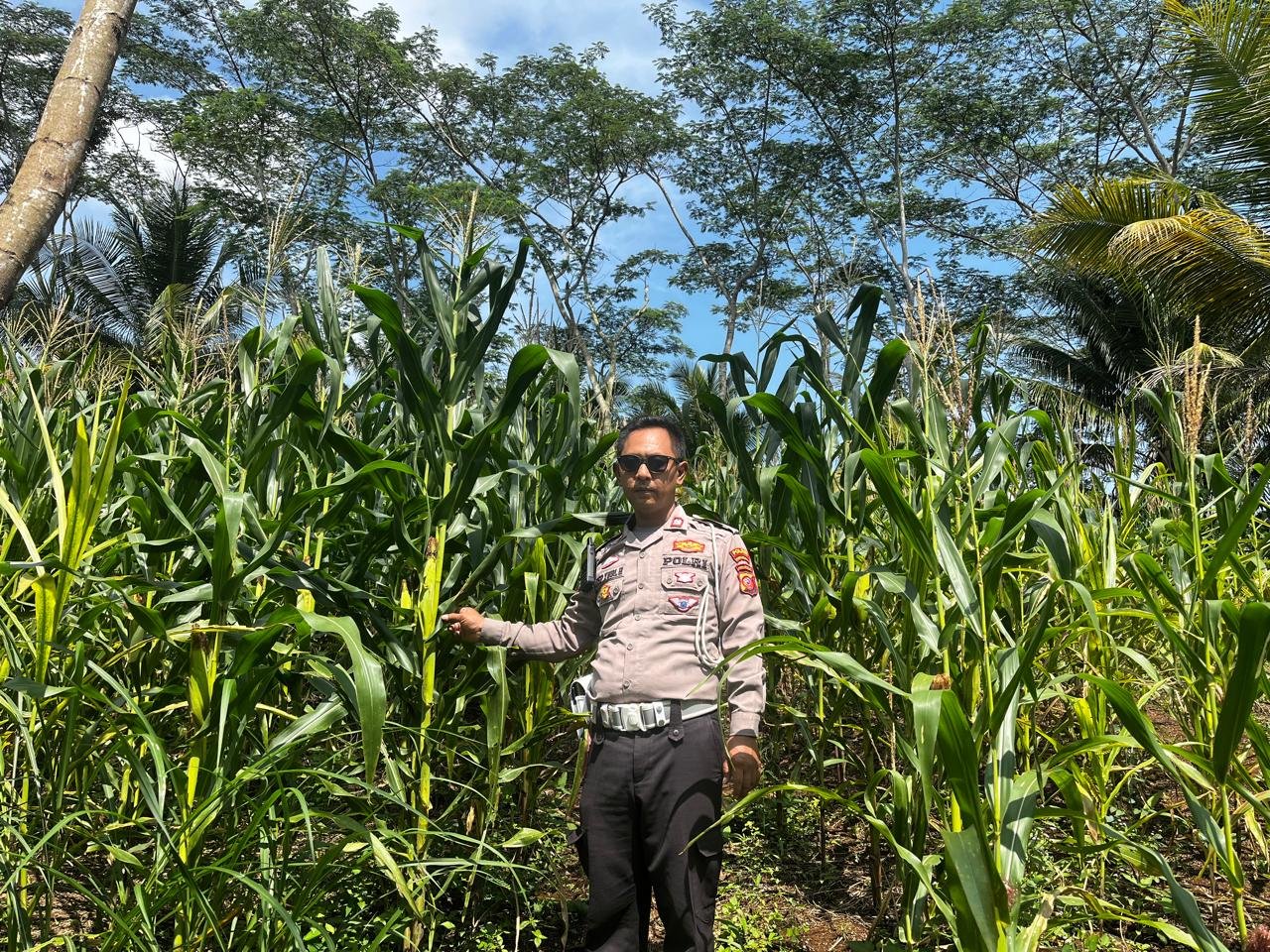 PENANAMAN JAGUNG