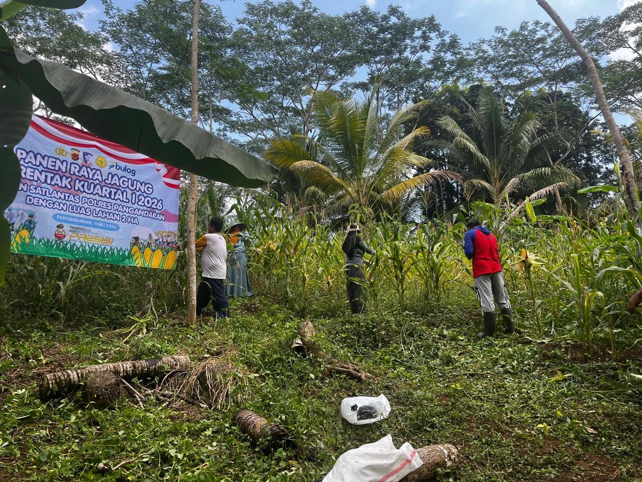 Ketahanan Pangan Jagung