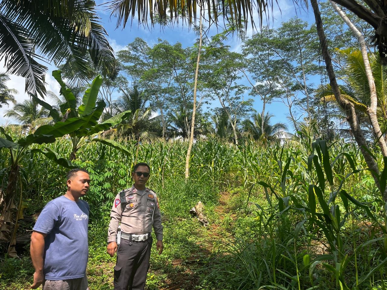 Pengecekan Jagung