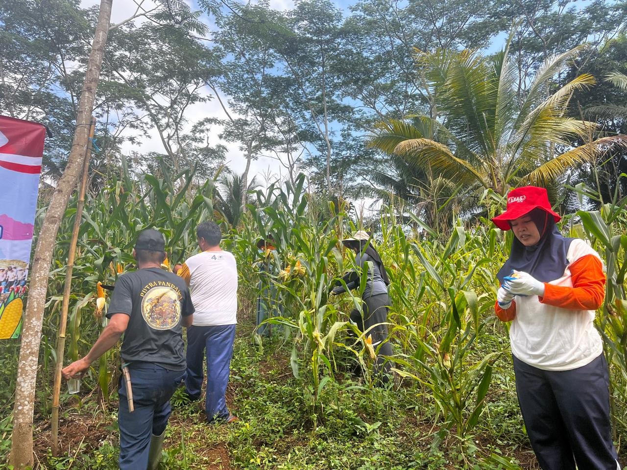 Monitoring Tanaman Jagung